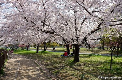 🏕️ 돗토리 연못 녹지・벚꽃 동산 (돗토리이케료쿠치・사쿠라노소노) 이미지 8